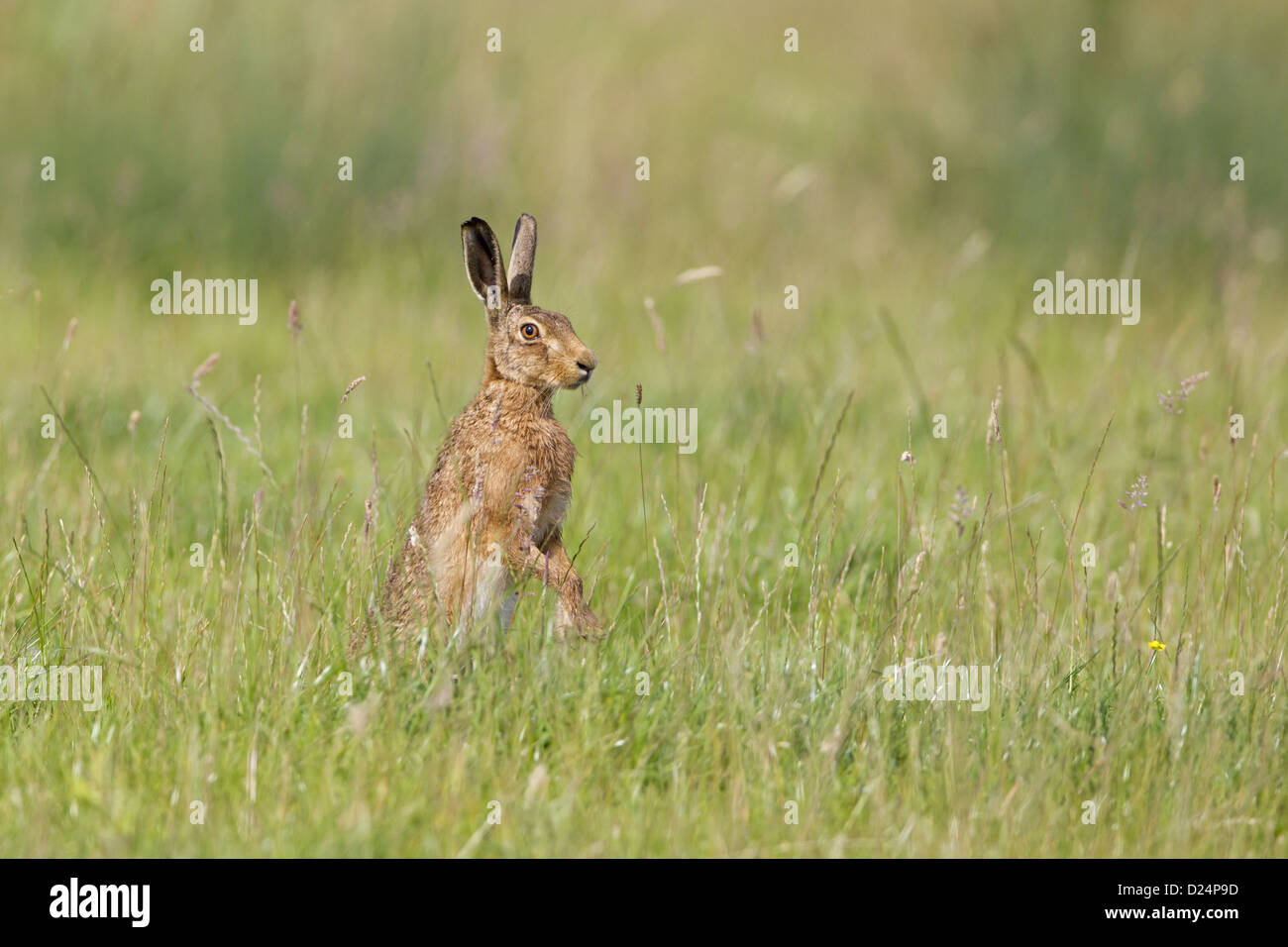 Unione lepre (Lepus europaeus) adulto, in piedi sulle zampe posteriori in prato, Suffolk, Inghilterra, Luglio Foto Stock
