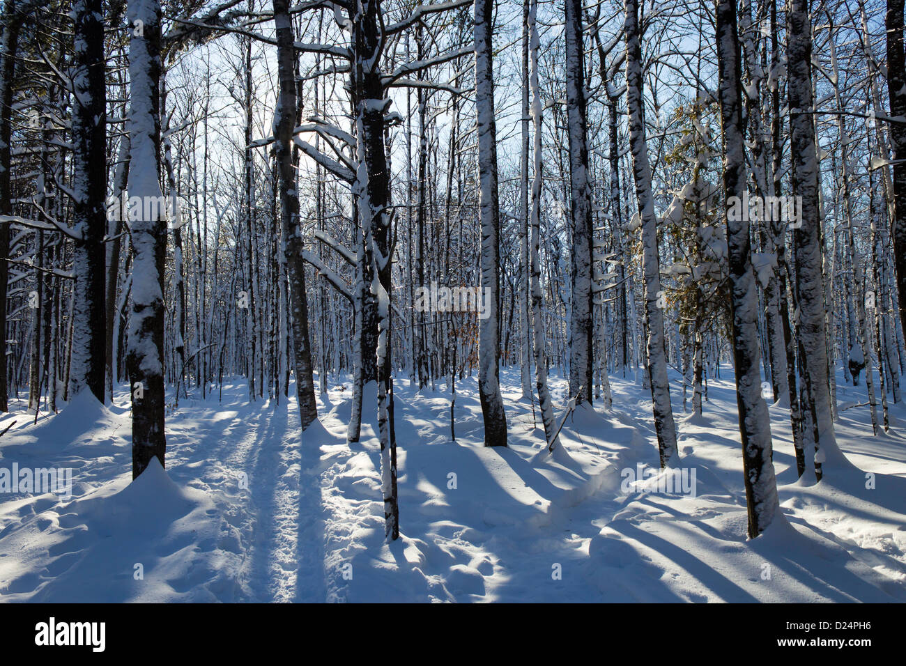 Bellissima scena d'inverno. Foto Stock