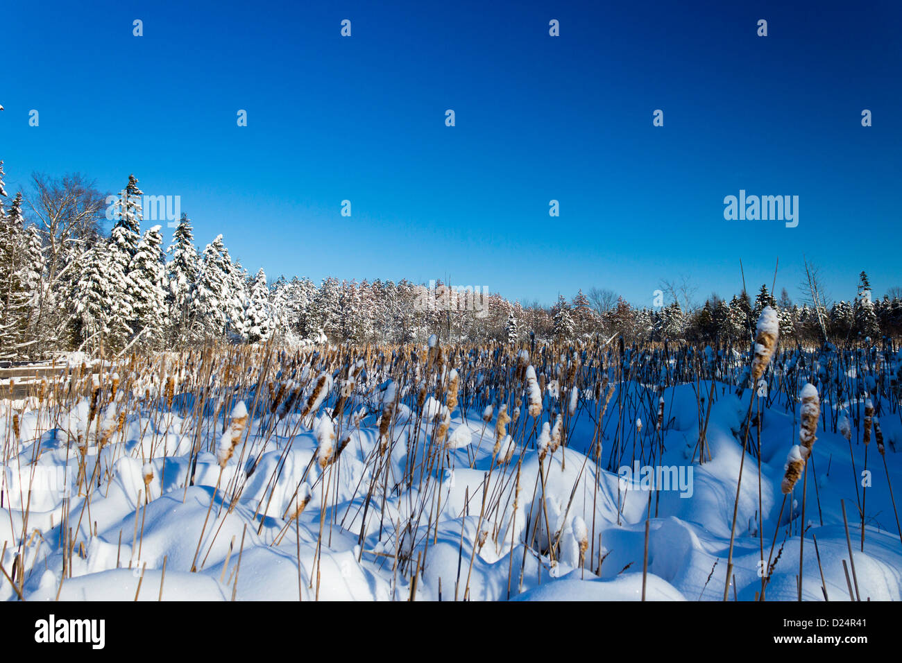 Bellissima scena d'inverno. Foto Stock