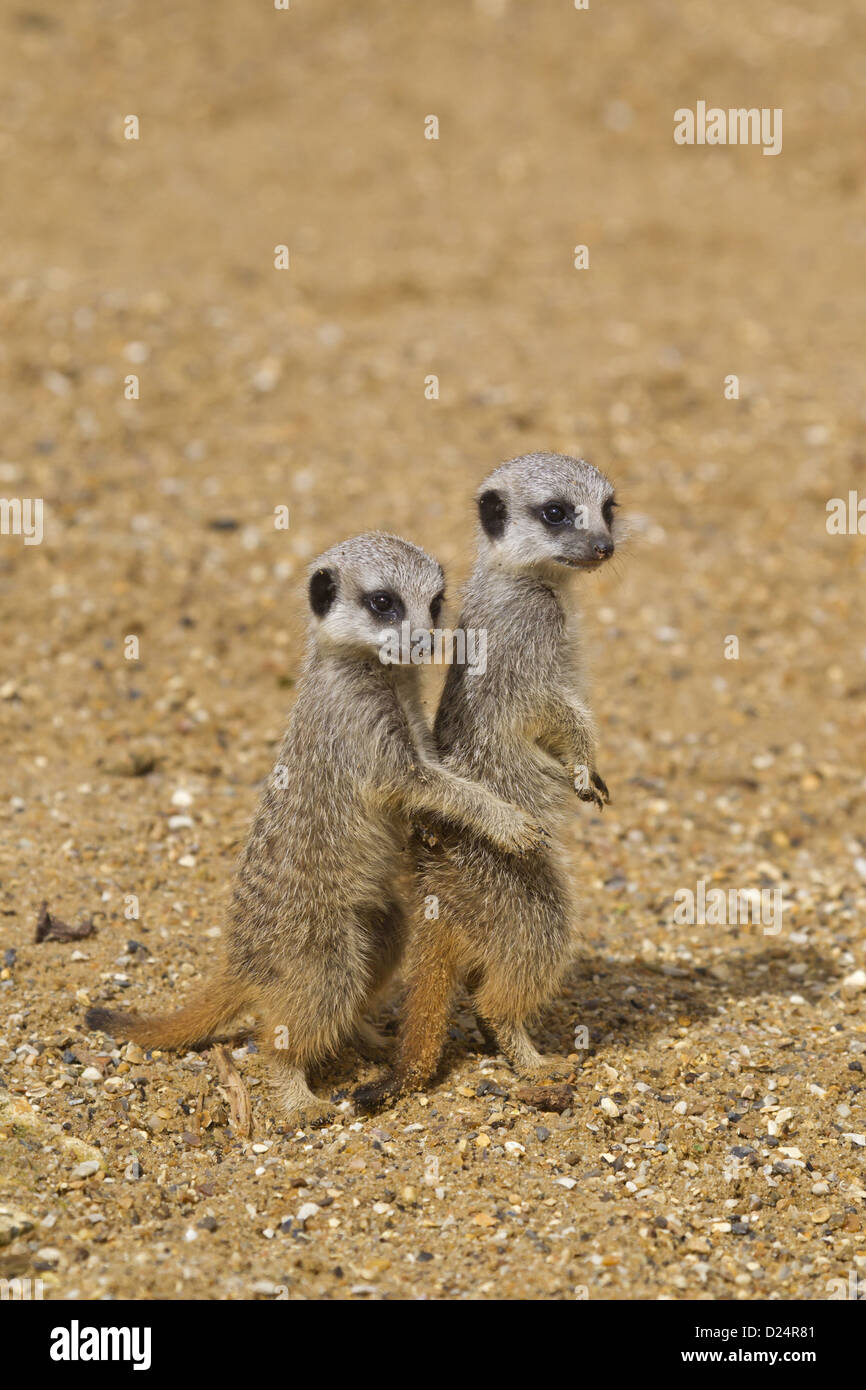Meerkat (Suricata suricatta) due bambini in piedi sulle zampe posteriori sulla sabbia (prigioniero) Foto Stock