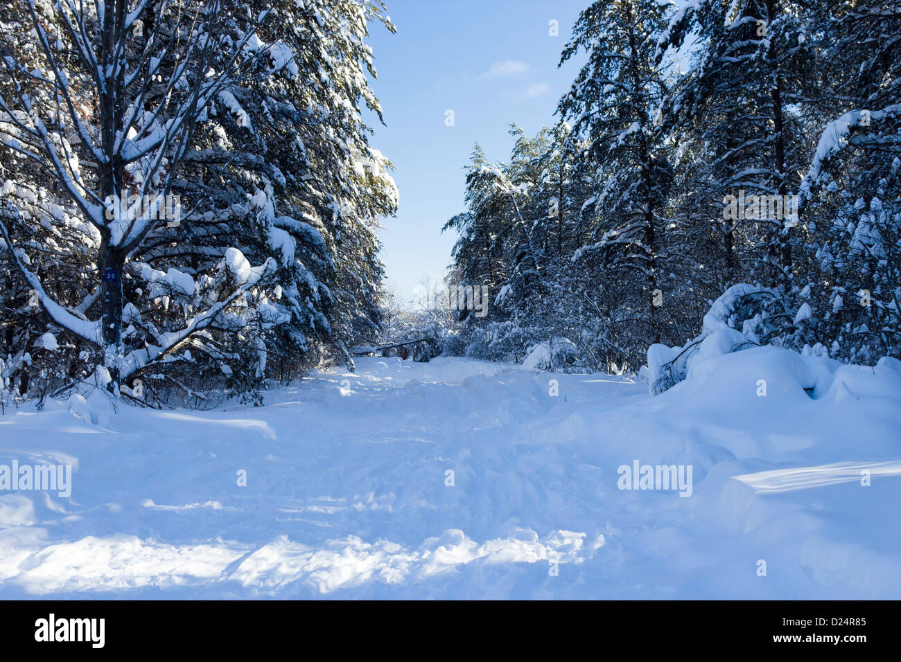 Bellissima scena d'inverno. Foto Stock