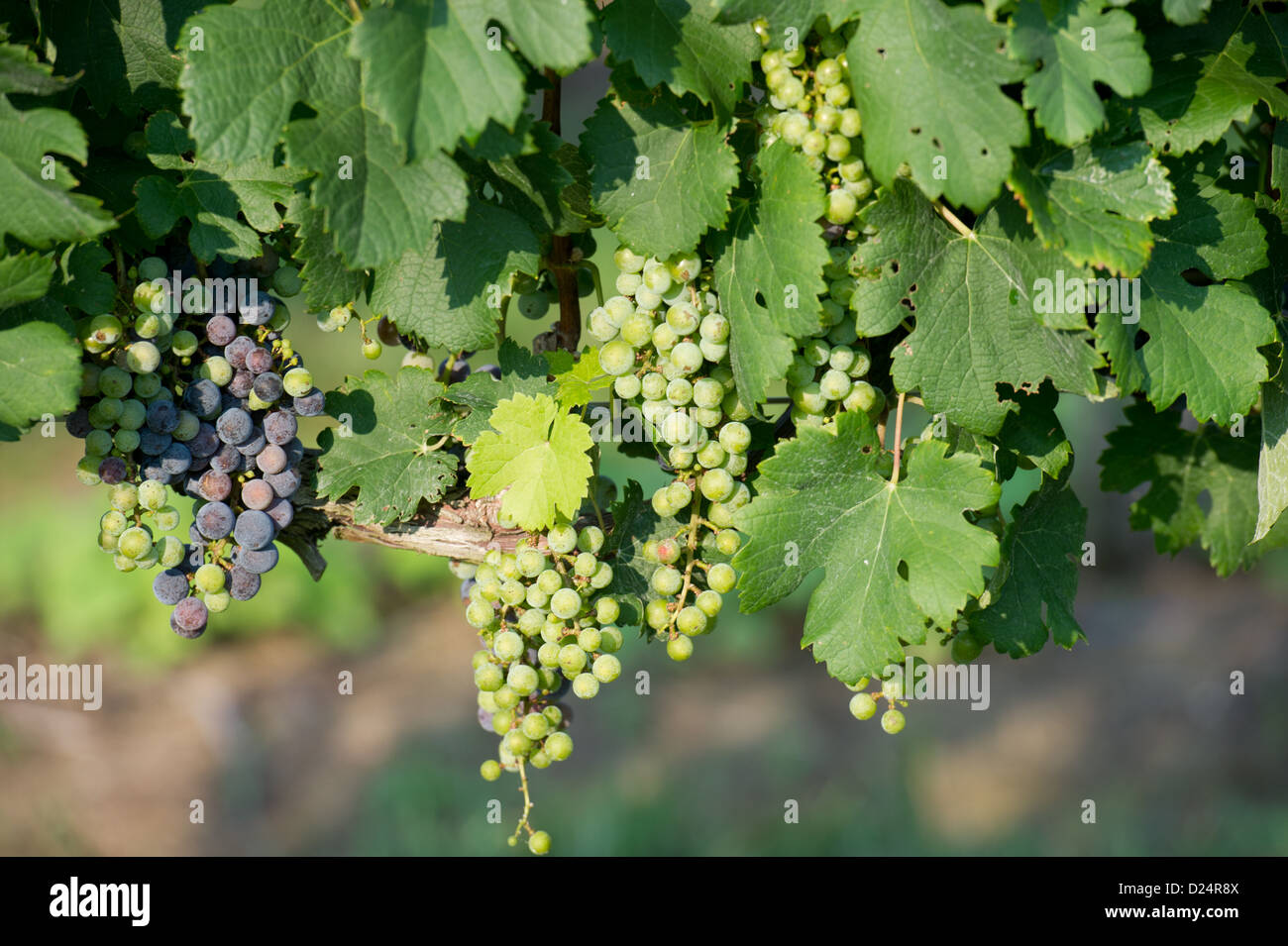 Uva appeso dal vitigno Foto Stock