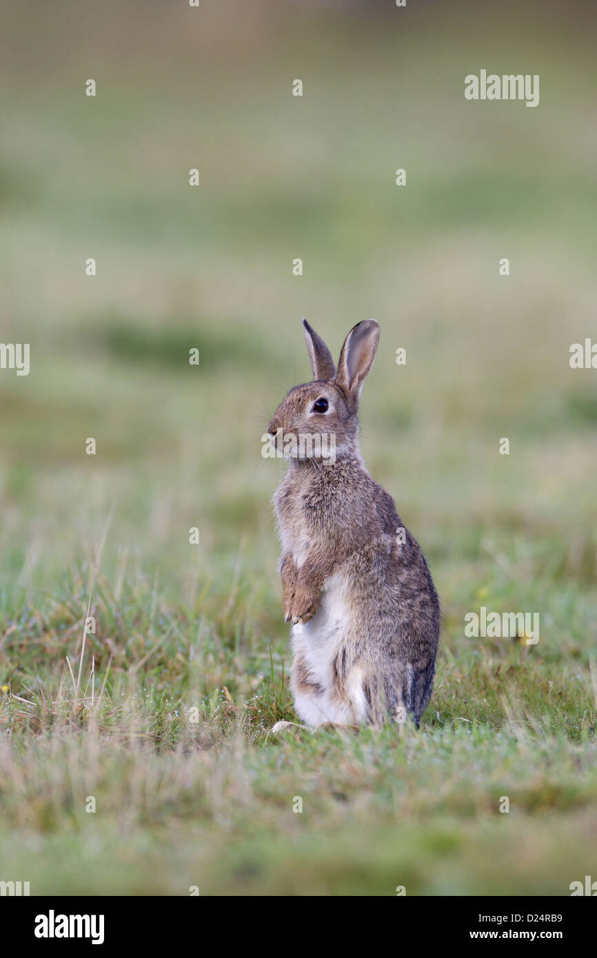 Coniglio europeo oryctolagus cuniculus avviso per adulti in piedi sulle zampe posteriori nella prateria Minsmere riserva RSPB Suffolk in Inghilterra Foto Stock