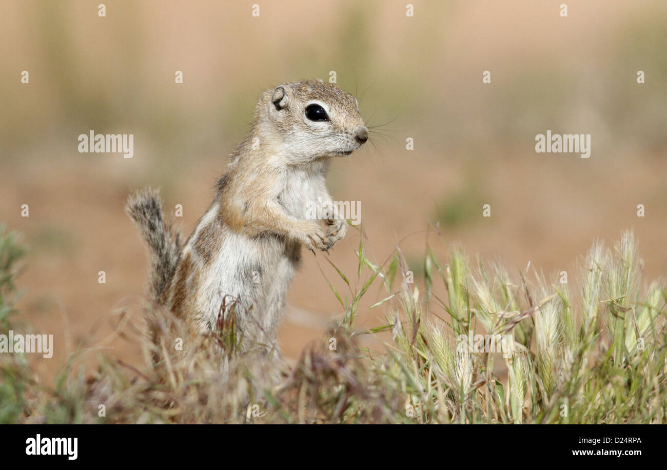 White-tailed Antelope scoiattolo (Ammospermophilus leucurus) adulto in piedi sulle zampe posteriori in erba corta archi N.P Utah U.S.A può Foto Stock