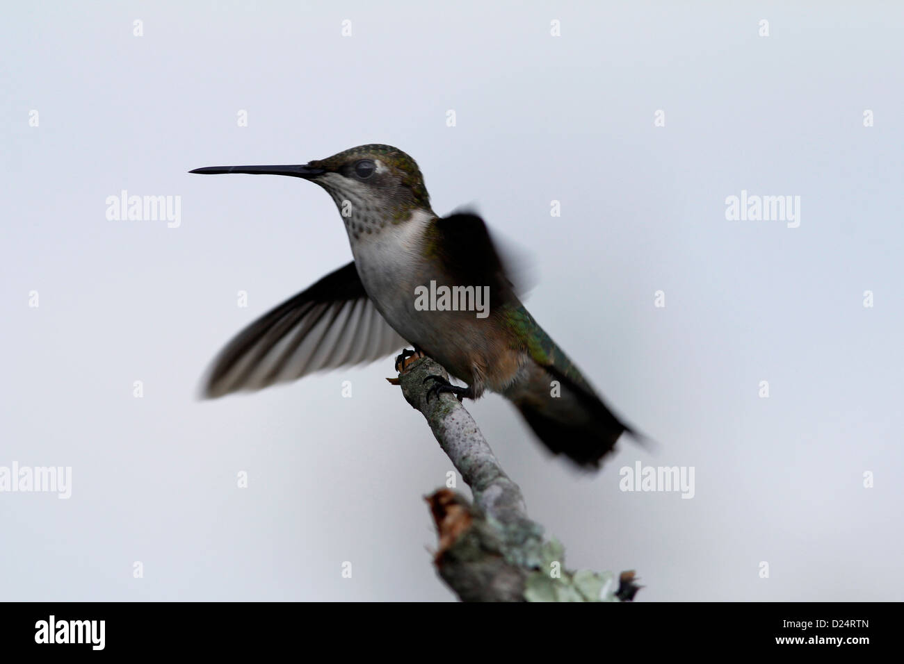 Ruby throated hummingbird maschio Ohio appollaiato lichen ramo coperti Foto Stock