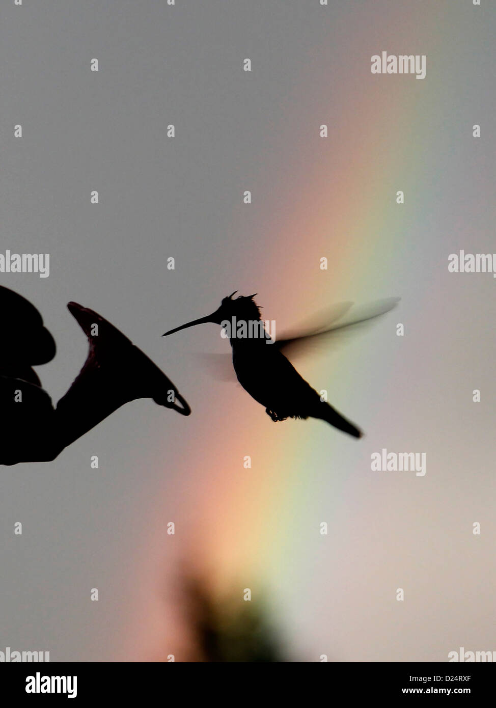 Ruby throated hummingbird flying passato rainbow bird Ohio Foto Stock