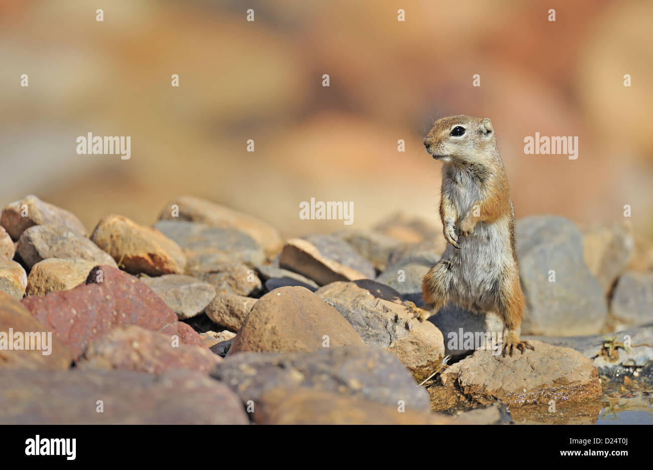 Harris di antilopi-scoiattolo (Ammospermophilus harrisii) adulto in piedi sulle zampe posteriori sul bordo piscina Amado Arizona U.S.A Marzo Foto Stock