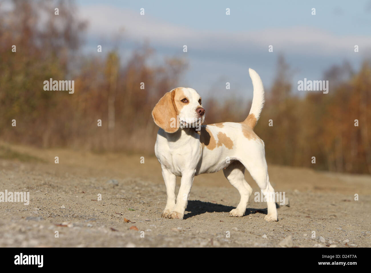 Cane Beagle permanente per adulti Foto Stock