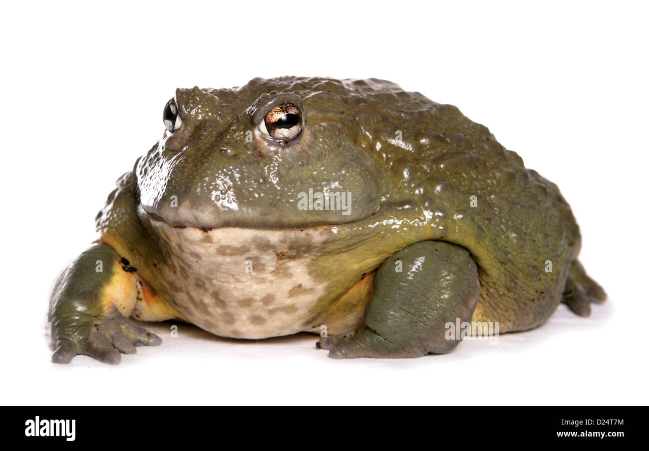 Giant Bullfrog (Pyxicephalus adspersus) adulto Foto Stock