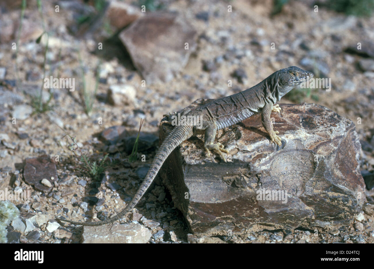 La Giordania Lizard (Acanthodactylus grandis) Close-up / permanente sulla roccia Foto Stock