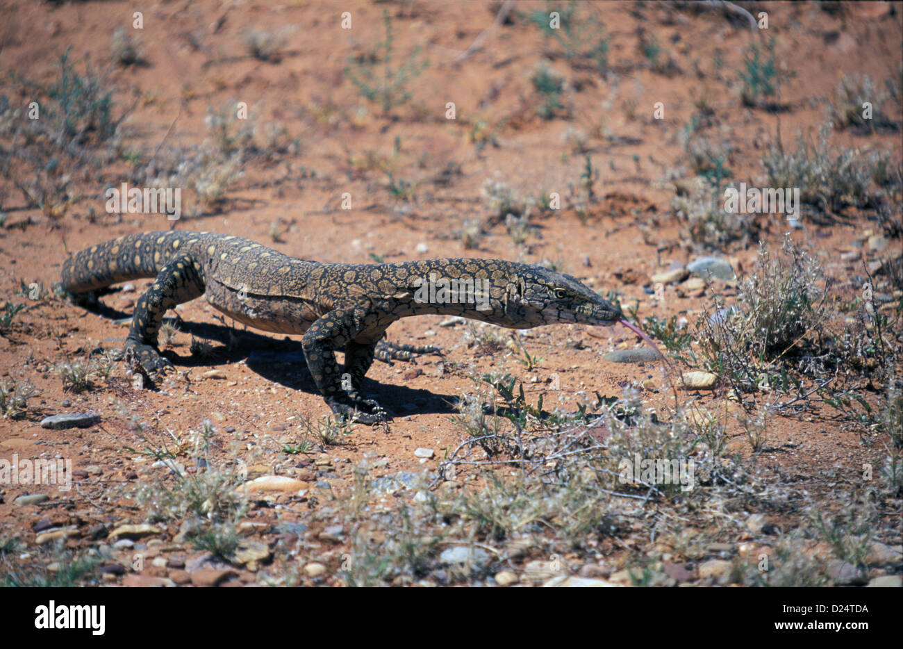 Monitor gigante Lizard (Varanus giganteus) Australia Foto Stock