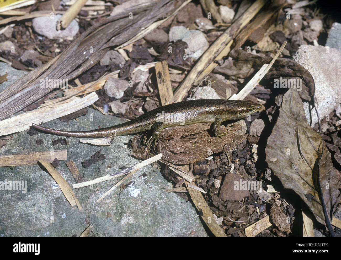 Lizard Skink Wright's (Mabuya wrightii) Foto Stock