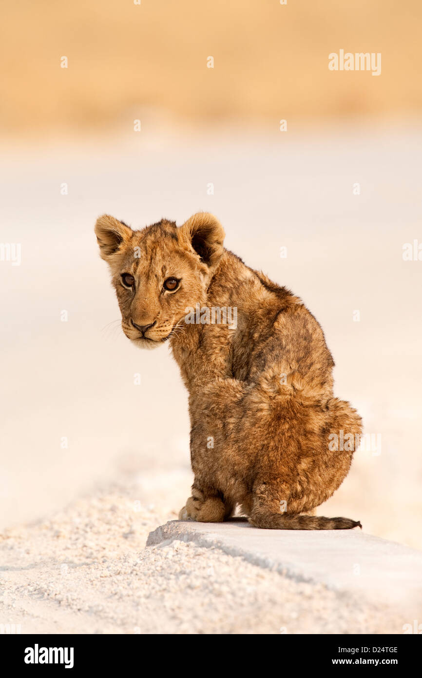 LION CUB Panthera leo ritratto seduto in posizione eretta su Salina Foto Stock