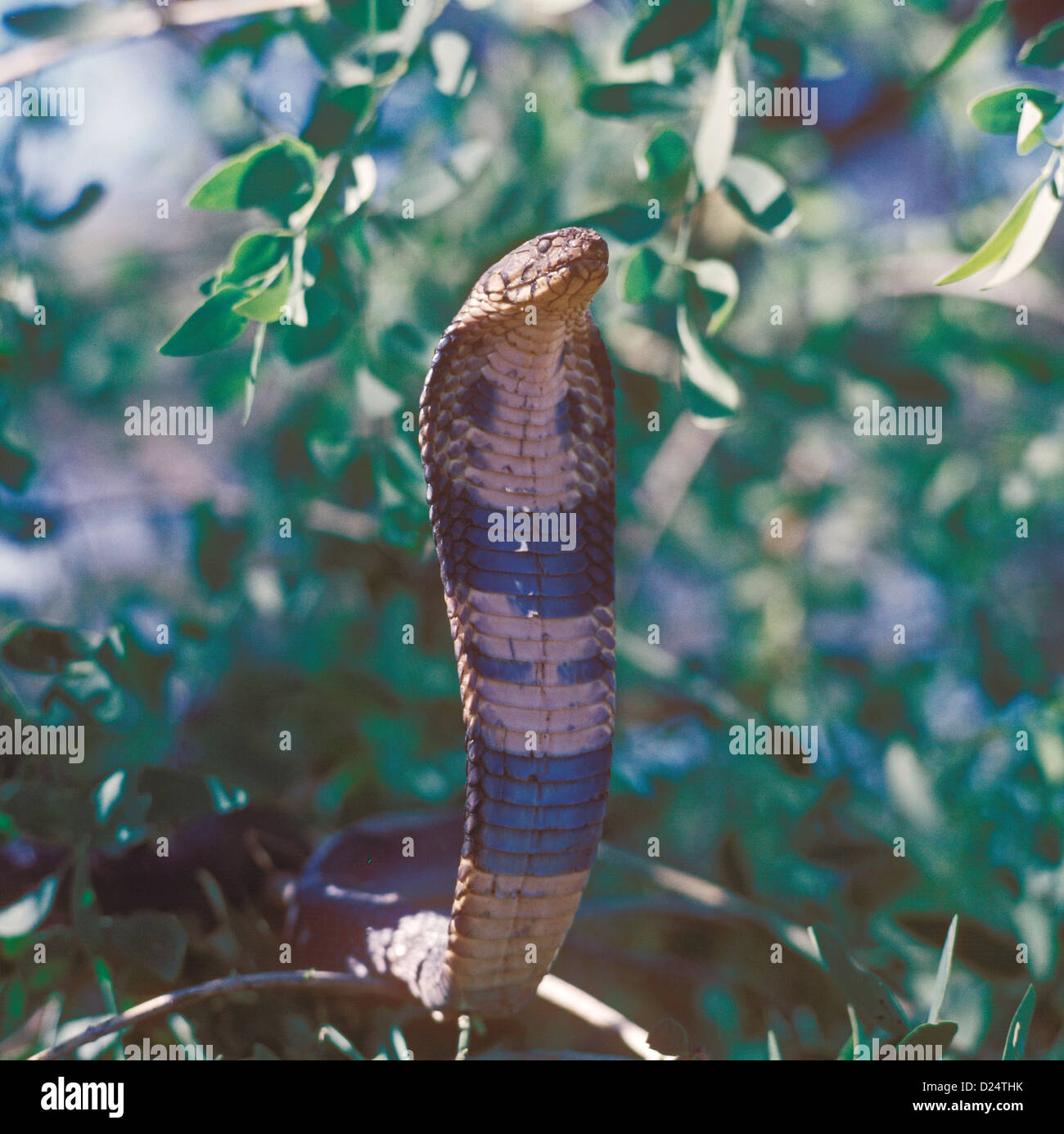 Snake - Cobra sputi (Naja nigricollis) close-up di testa in filiali Foto Stock