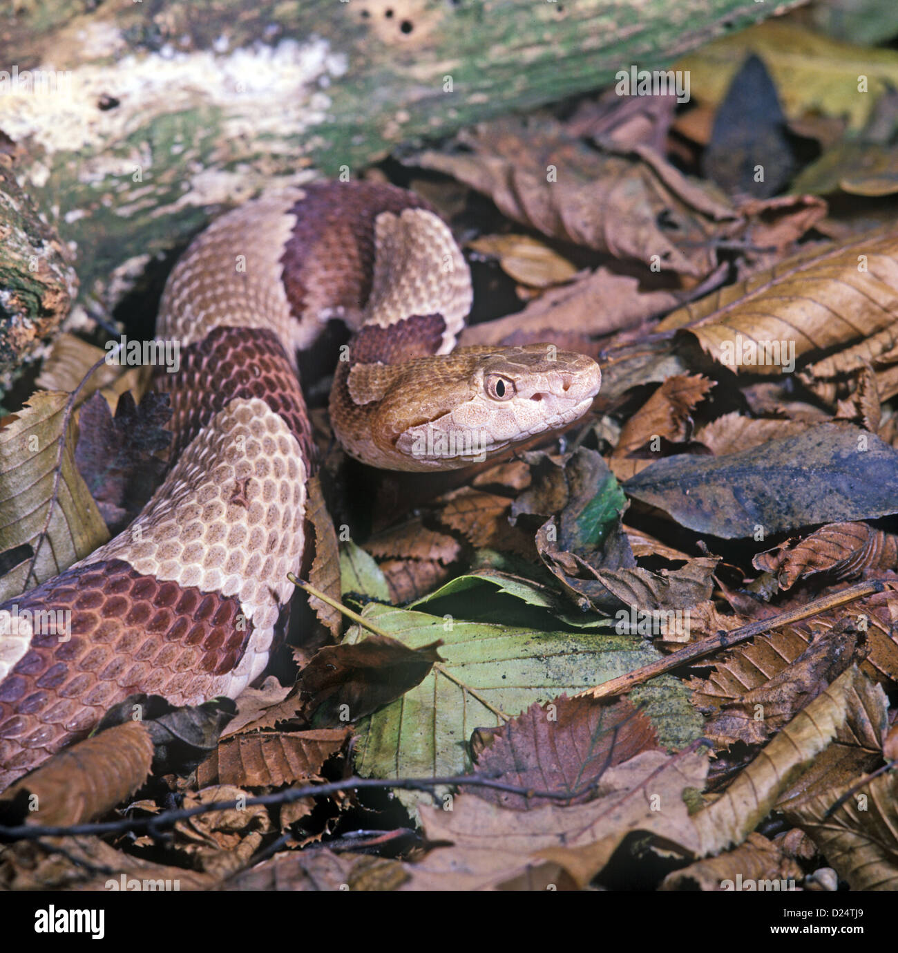 Snake - Copperhead (c.Agkistrodon contortrix) Close-up di testa / sulle foglie morte Foto Stock