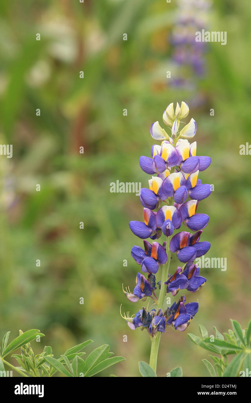 Un fiore di lupino fiorisce in un agricoltori campo di mais in Cotacachi, Ecuador Foto Stock