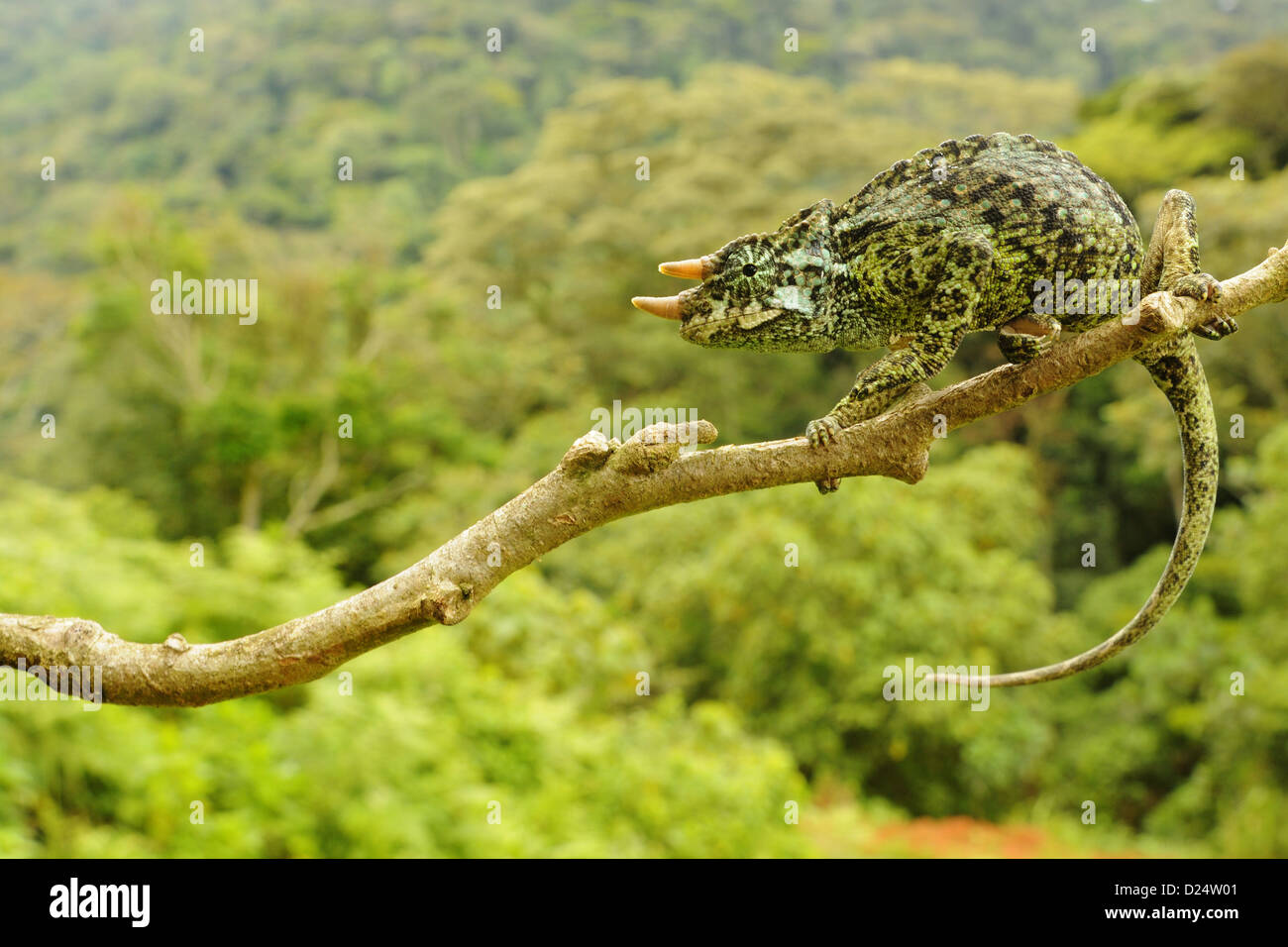 Johnston di tre-cornuto camaleonte johnstoni Trioceros maschio adulto aggrappandosi al ramo Kahuzi-Biega N.P Kivu democratica Foto Stock