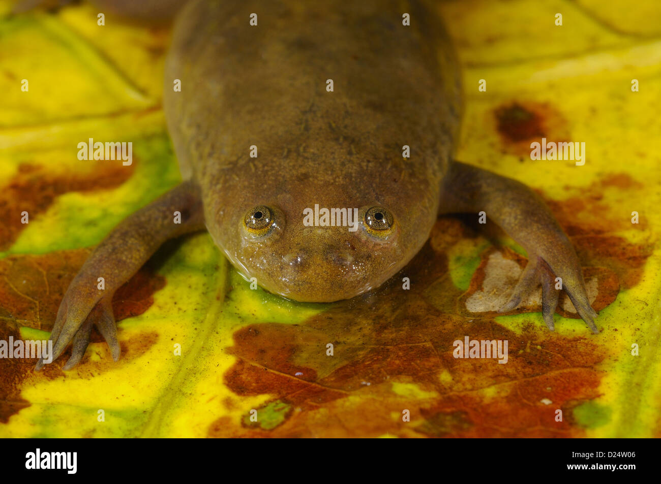 De Witte's artigliato Rane Xenopus wittei adulto su foglia sommersa figliata in tropicali Foreste montane Nyungwe Forest N.P Albertine Foto Stock