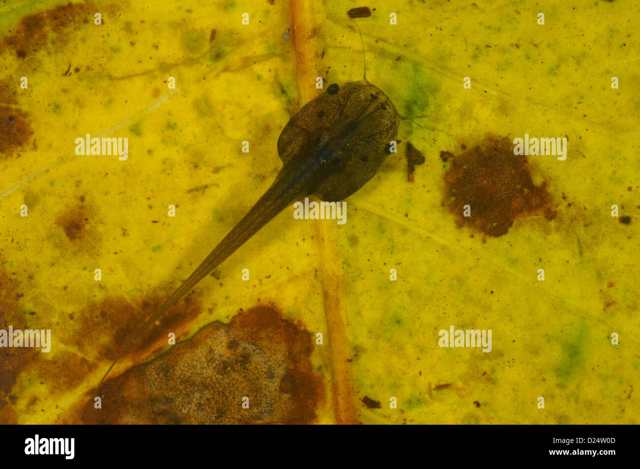 De Witte's artigliato Rane Xenopus wittei tadpole sulla foglia sommersa figliata in tropicali Foreste montane Nyungwe Forest N.P Albertine Foto Stock