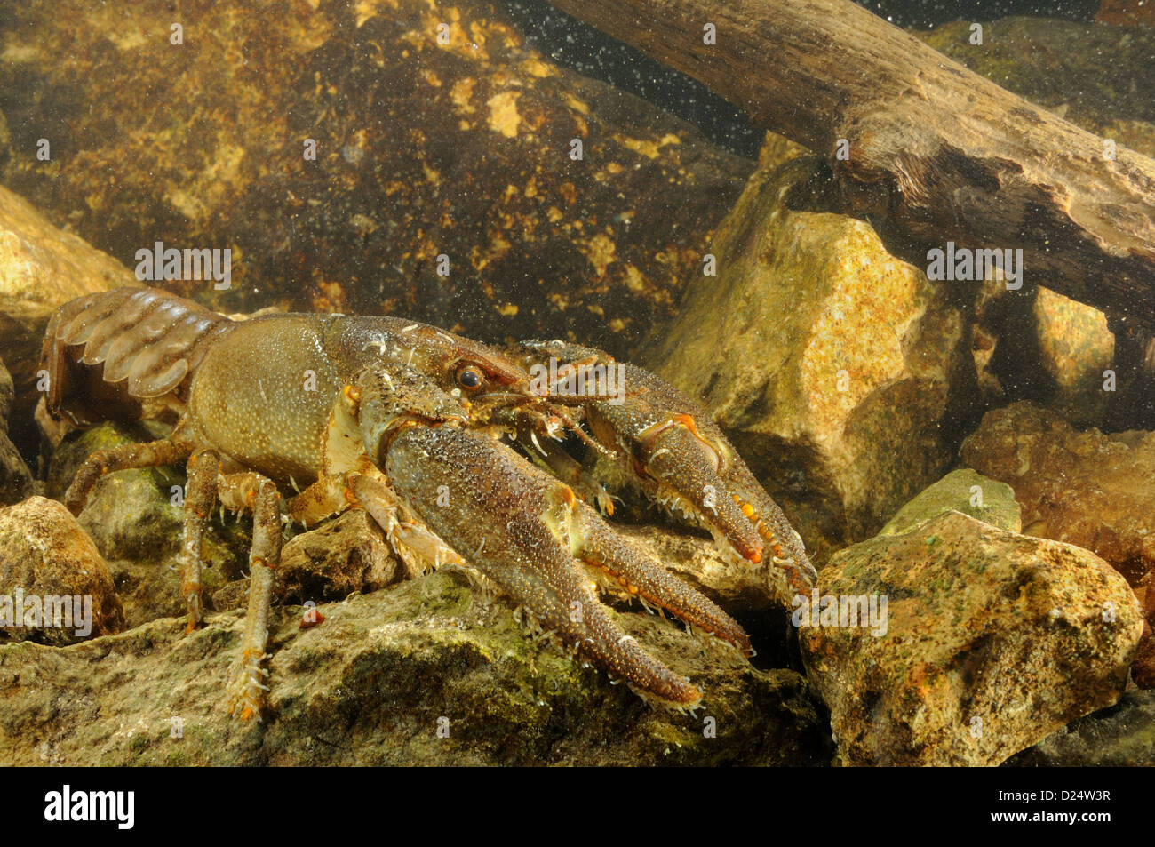 Bianco-artigliato gamberi di acqua dolce Austropotamobius italicus maschio adulto con Annelid parassita Branchiobdella astaci Foto Stock