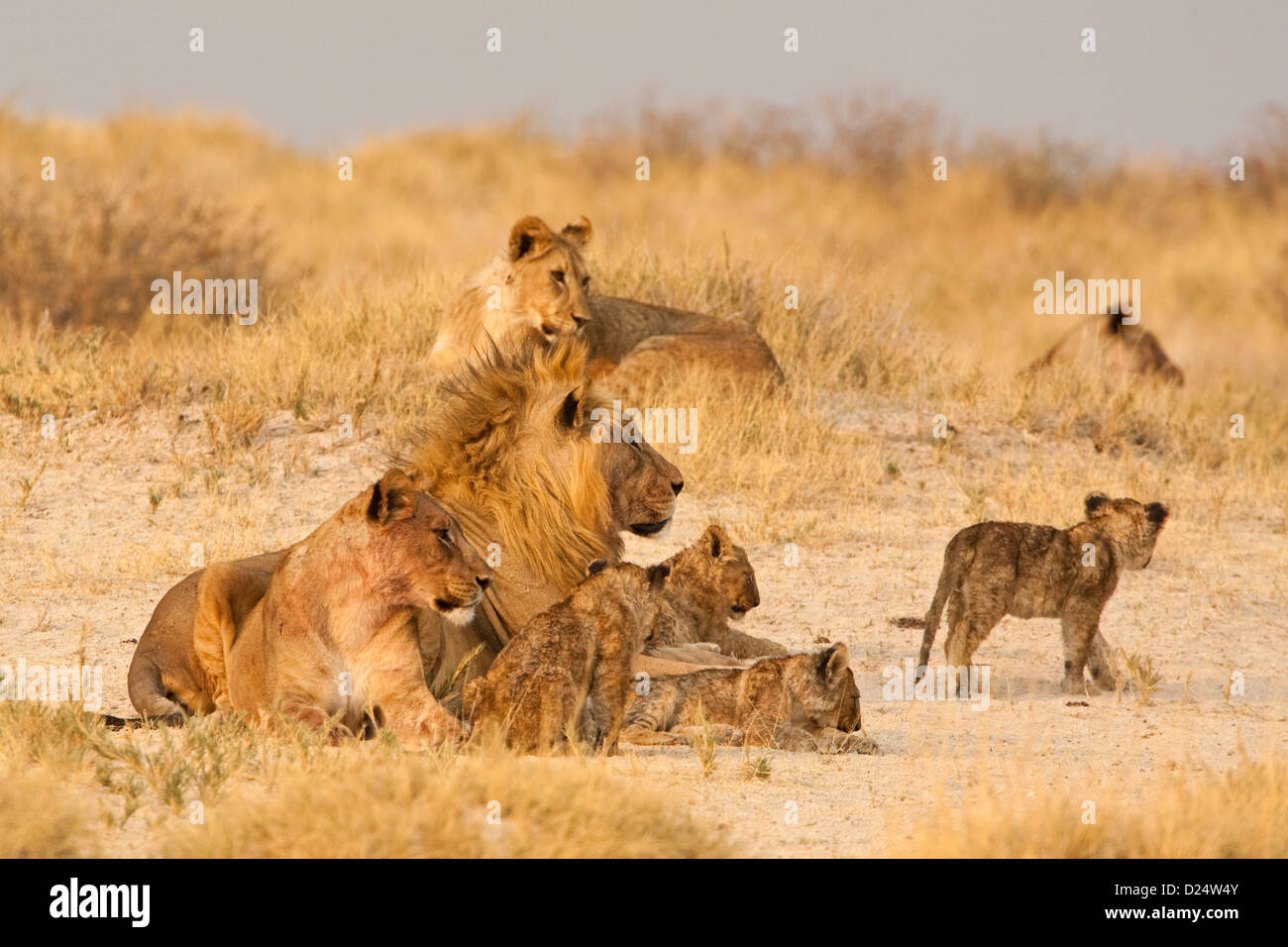 LION PRIDE, Panthera leo, famiglia orgoglio di maschio e femmina i Lions con i cuccioli Foto Stock