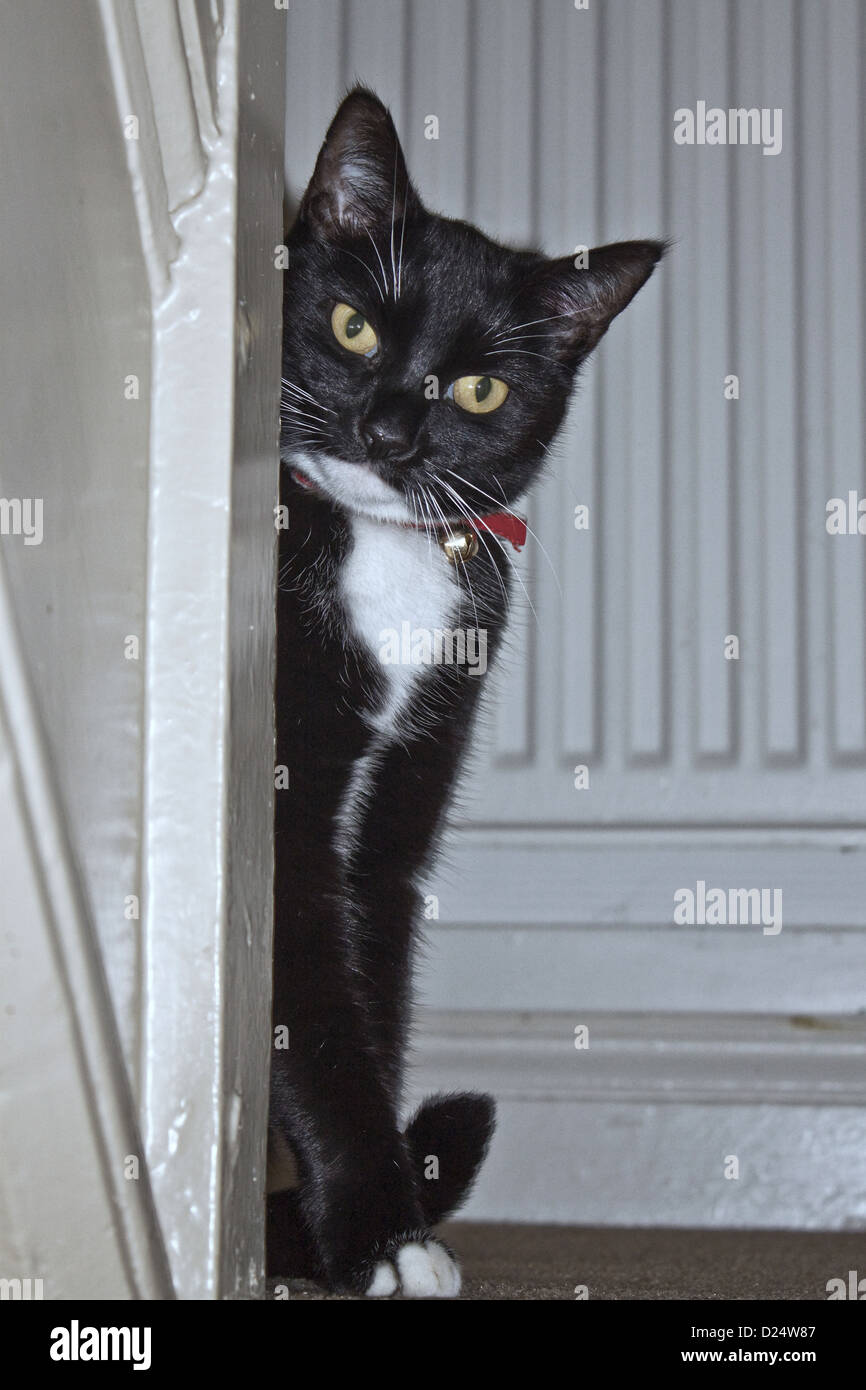 Bianco e nero Cat Moggie Peeping angolo arrotondato. Gatto nero Foto Stock