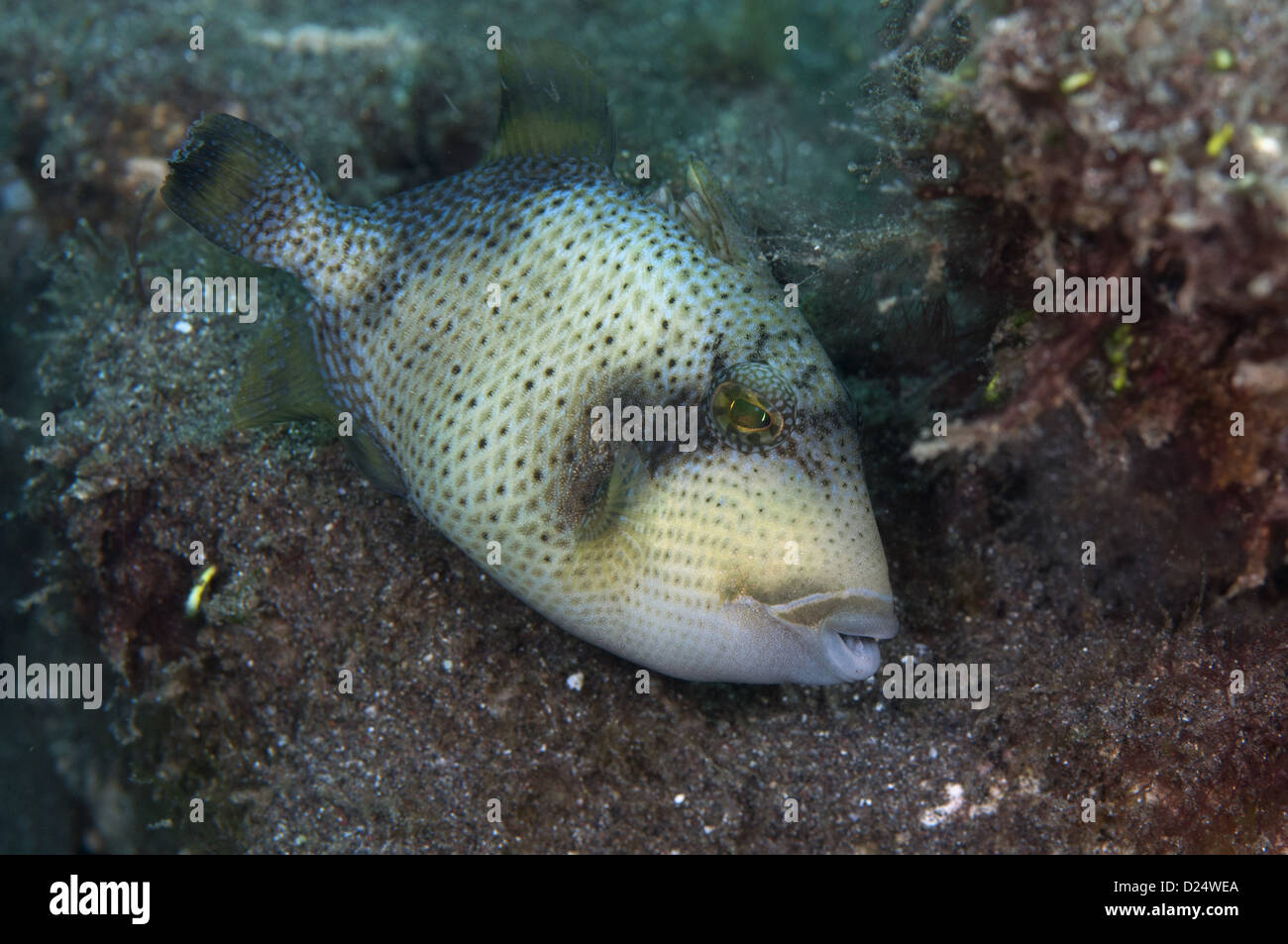 Yellowmargin Pesci balestra (Pseudobalistes flavimarginatus) adulto, Lembeh Straits, Sulawesi, Sunda Islands, Indonesia Foto Stock