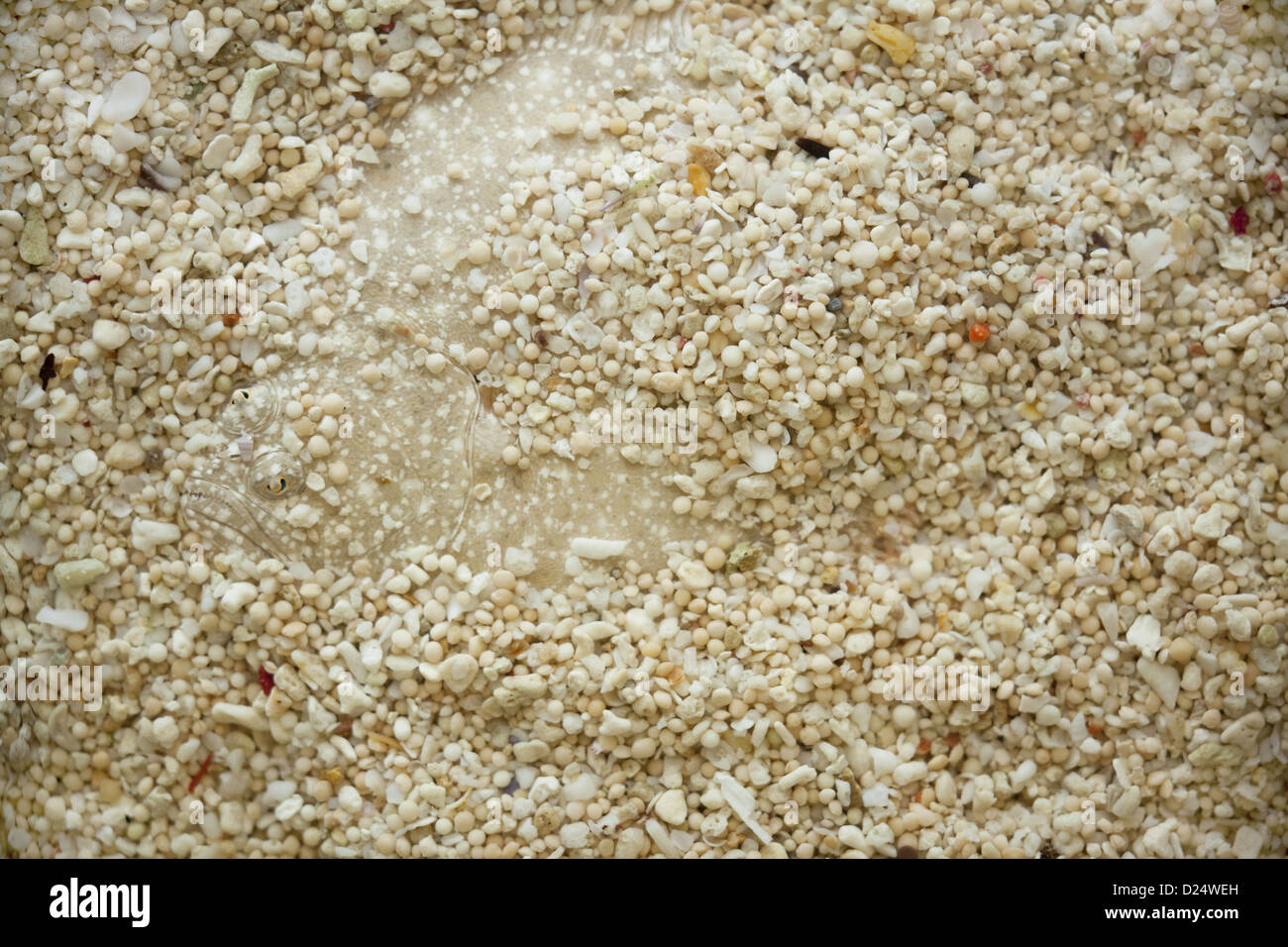 Il rombo chiodato (Scophthalmus maximus) adulto, sepolto e mimetizzata sulla ghiaia, il lavaggio, Lincolnshire, Inghilterra, Marzo Foto Stock