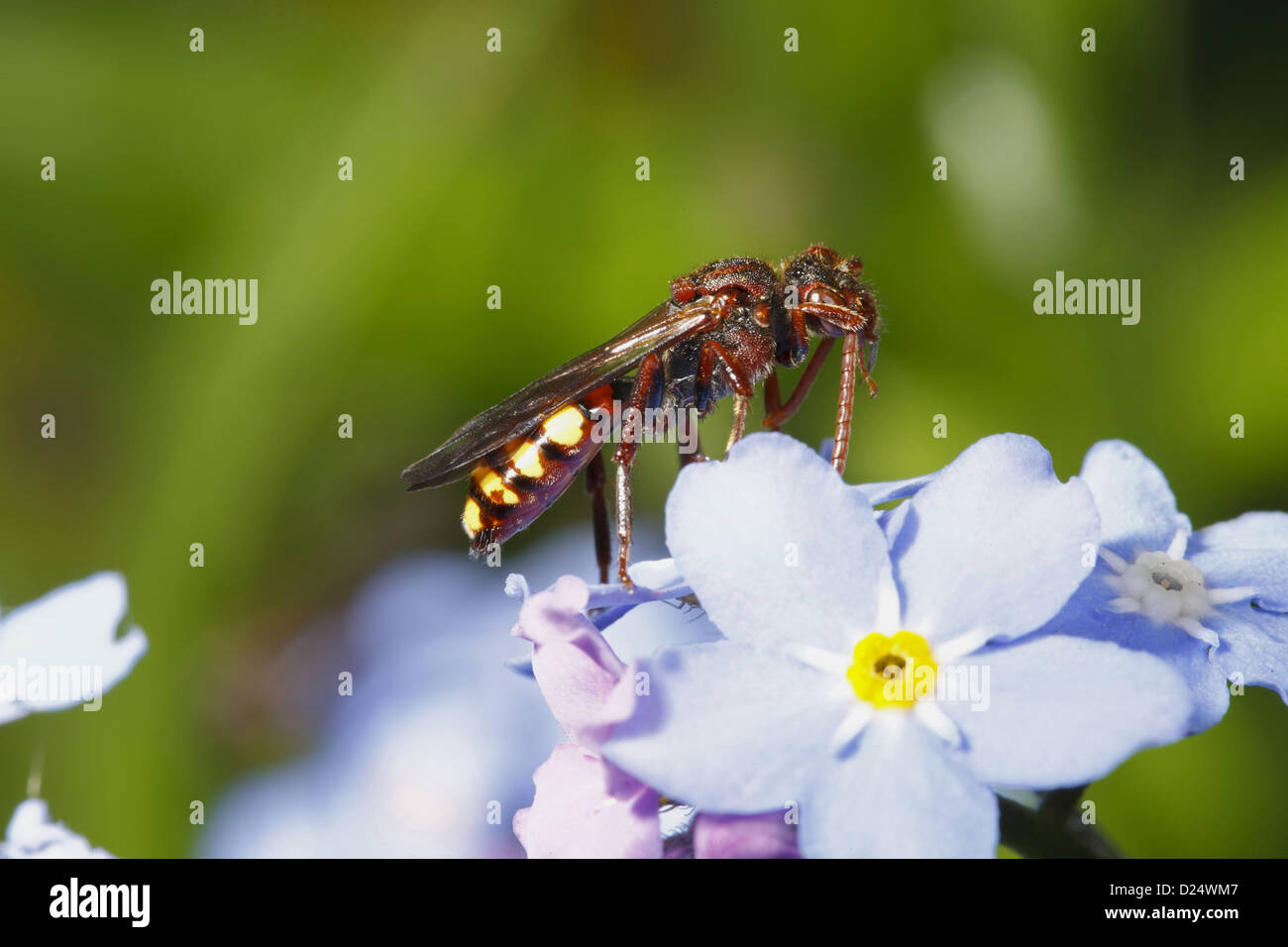 Il Nomad Bee (Nomada panzeri) femmina adulta, pulizia antenna, appoggiata sul fiore, POWYS, GALLES può Foto Stock