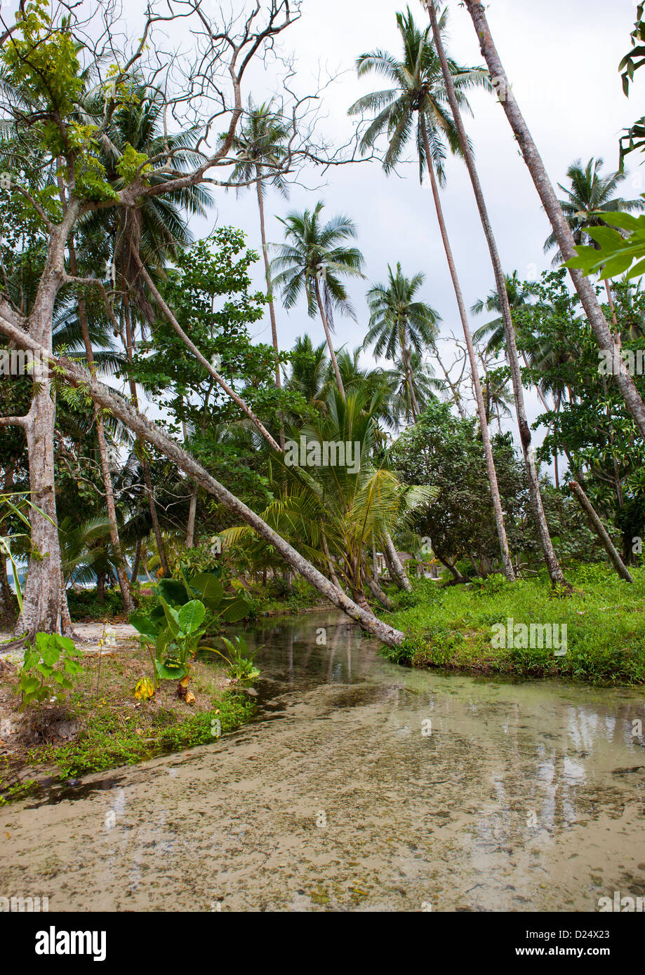 Fiume e Palm Trres, Nuova Irlanda Isola, Laraibina Village, Papua Nuova Guinea Foto Stock