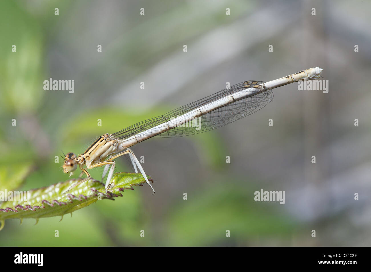 Bianco Damselfly Featherleg Platycnemis latipes femmina adulta in appoggio sulla lamina Reserve Naturelle Coussouls de Crau Foto Stock