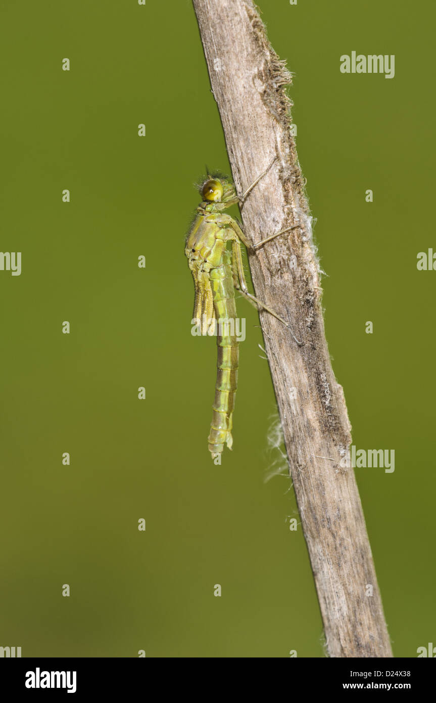 Red-eyed Damselfly Erythromma najas appena emerso adulto con ali addome non ancora espansa aggrappati a reed stelo Priory Foto Stock