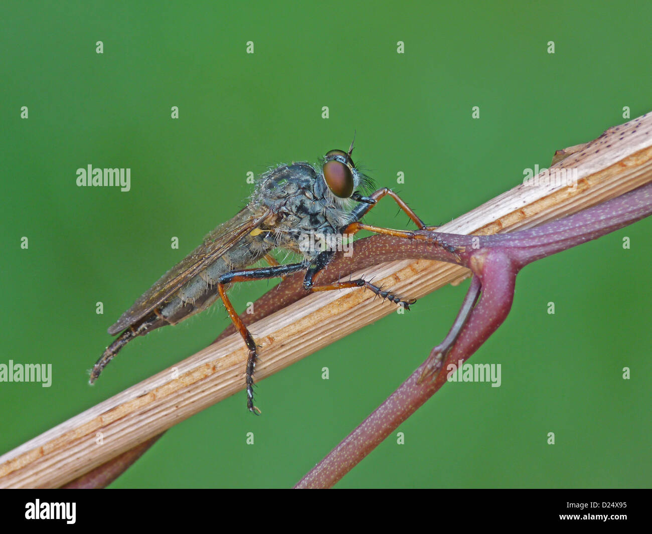 Comuni della Red-gambe (Robberfly Dioctria rufipes) adulto, in appoggio sullo stelo, Italia, Luglio Foto Stock