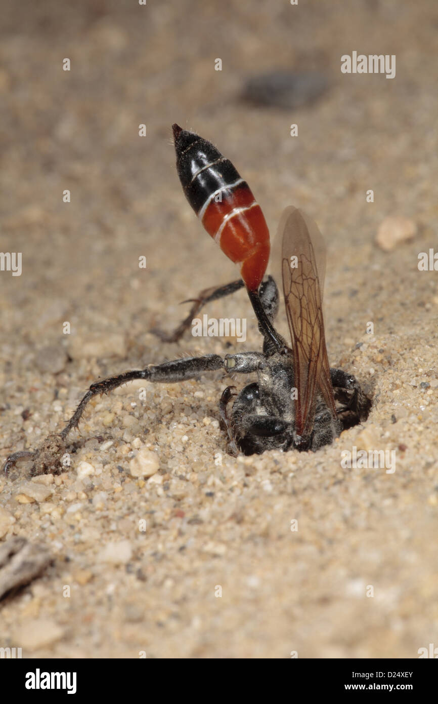 Sabbia Wasp (Sphex albisectus) femmina adulta, scavando la nidificazione scavano, Chaine des Alpilles, Bouches-du-Rhone, Provenza, Francia, giugno Foto Stock