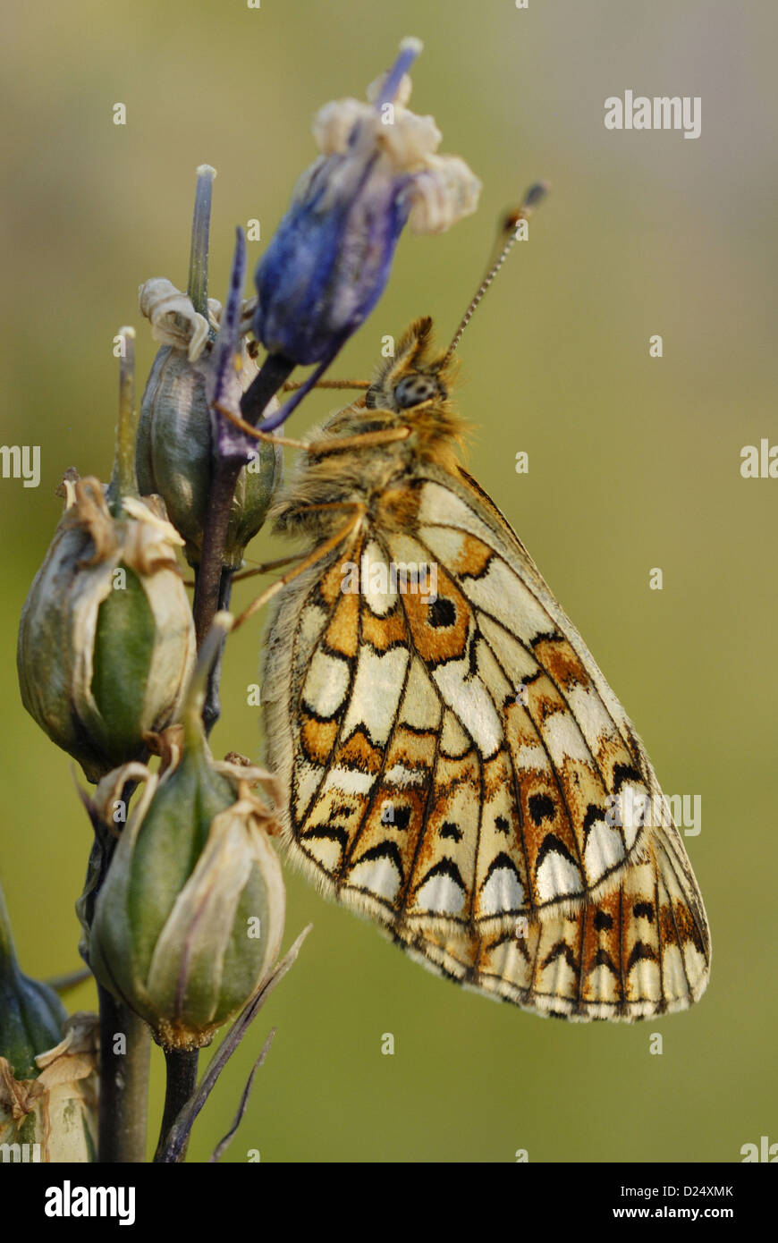 Piccola perla-delimitata Fritillary Boloria selene adulto sono ' appollaiati su Bluebell Hyacinthoides non scripta seedhead nell antica Foto Stock