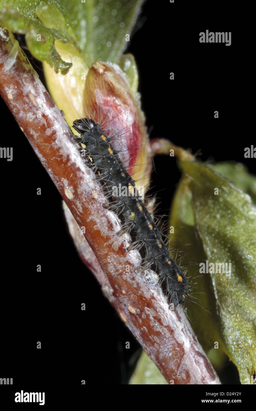 Dicembre Tarma (Poecilocampa populi) primo instar larva, appena schiuse, appoggiata sul ramoscello di betulla, POWYS, GALLES, Aprile Foto Stock