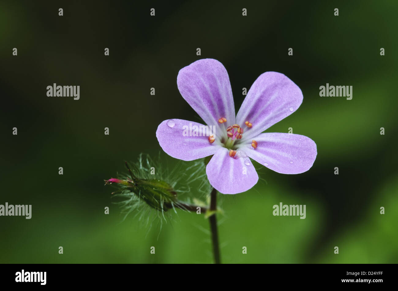 Herb Robert Geranium robertianum close-up fiore con gocce di pioggia crescente nel bosco a Chalk downland signora's Wood Park Gate Foto Stock