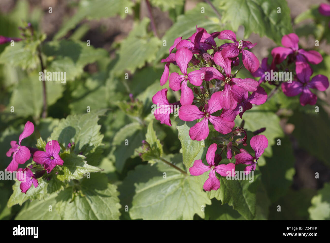 Onestà annuale (Lunaria annua) fioritura, in giardino, POWYS, GALLES, Marzo Foto Stock