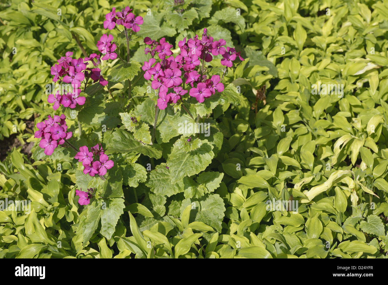 Onestà annuale (Lunaria annua) fioritura, in giardino, POWYS, GALLES, Marzo Foto Stock