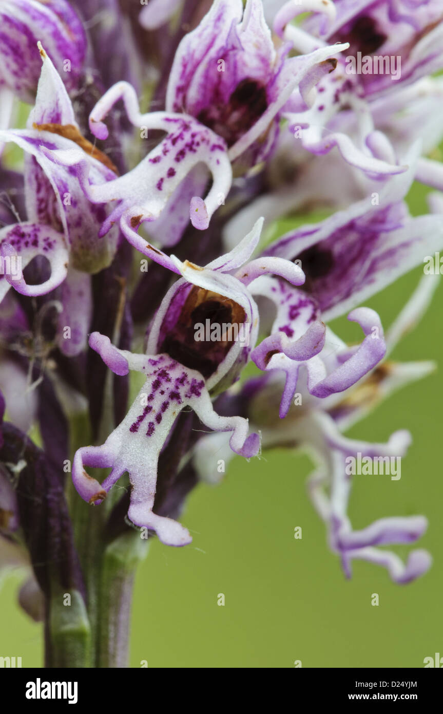Orchide omiciattolo (Orchis simia) close-up flowerspike cresce su chalk downland Park Gate verso il basso la Riserva Naturale Kent England Giugno Foto Stock