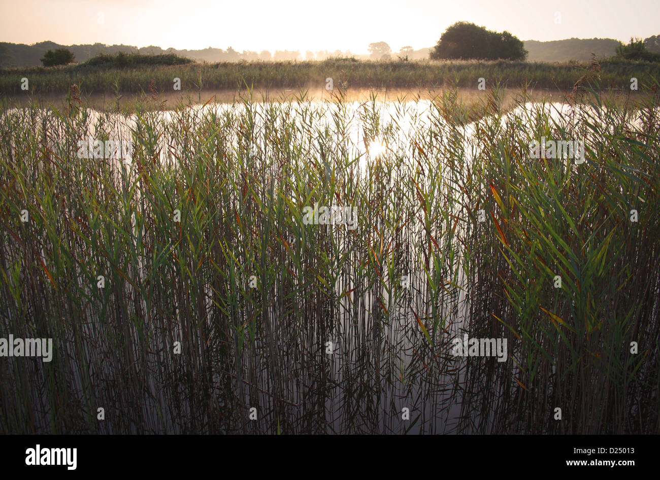 Cannuccia di palude Phragmites australis reedbed aprire l'acqua nella valle del fiume fen habitat sunrise medio Fen Redgrave Lopham Fen N.N.R Foto Stock