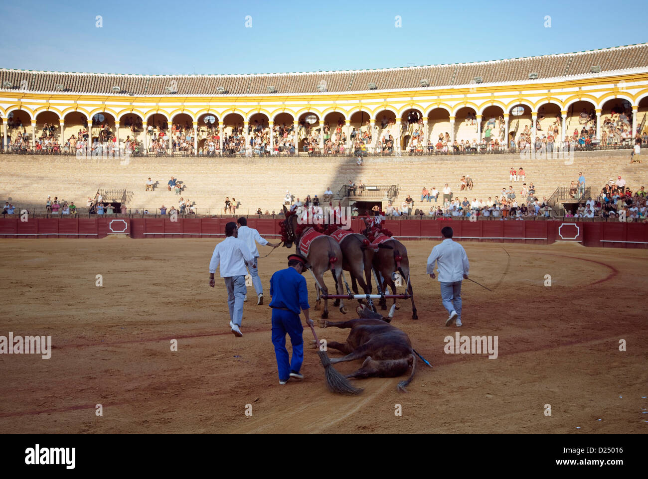 Siviglia, Spagna, Mullis e personale tirare un toro morto nella corrida Foto Stock