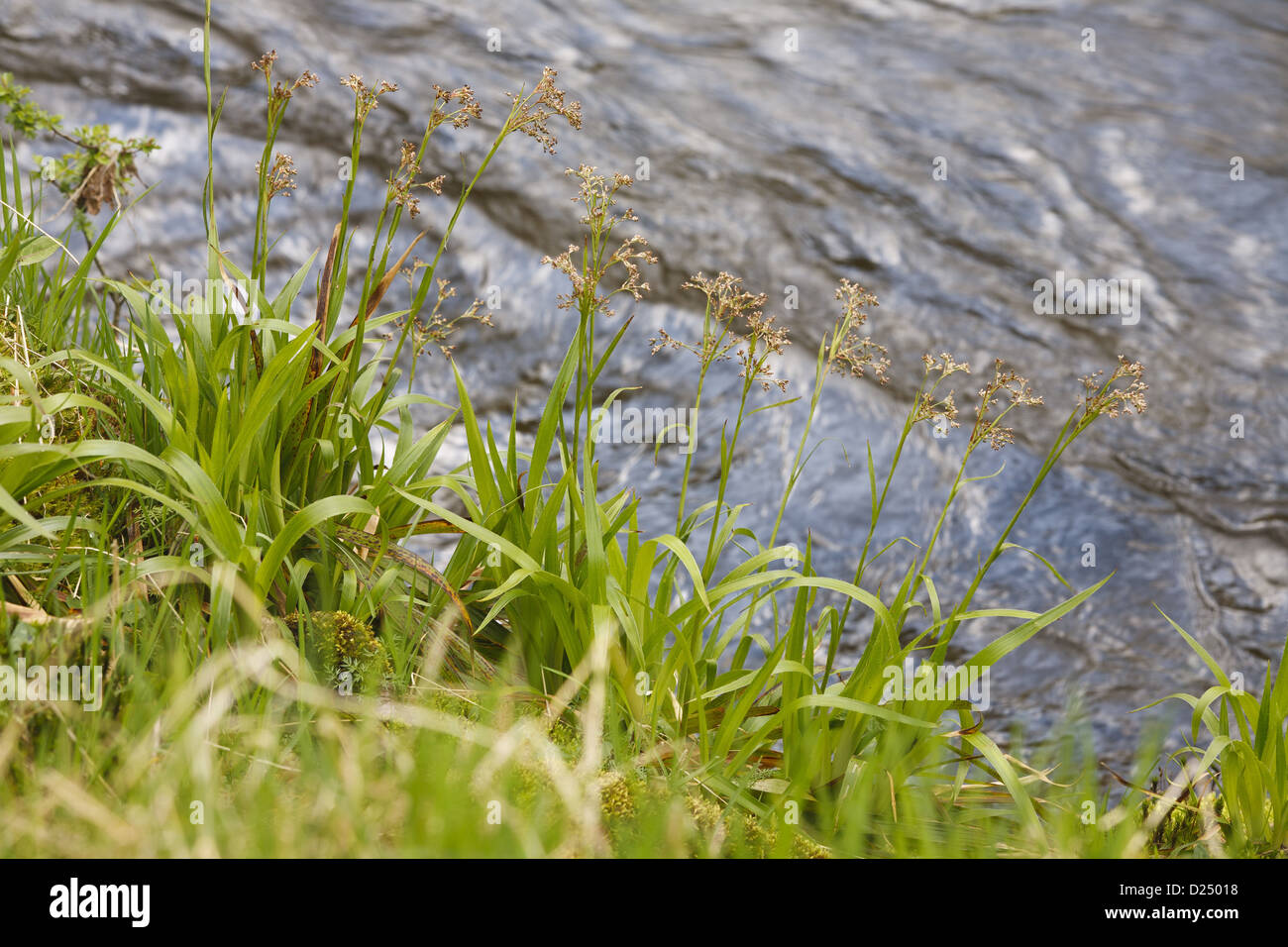 Grande bosco-rush (Luzula sylvatica) fioritura, crescente sul lungofiume, POWYS, GALLES, Aprile Foto Stock