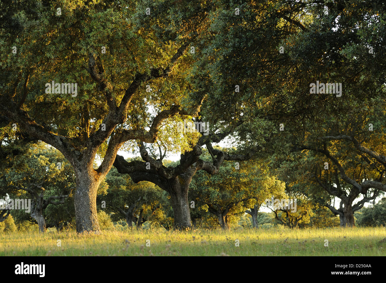 Il leccio (Quercus ilex) abitudine, dehesa di habitat in tarda serata la luce solare, in Spagna, in giugno Foto Stock
