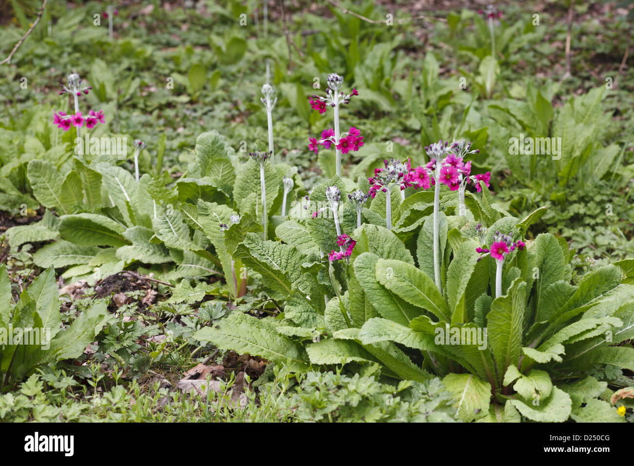 Candelabri Primula (Primula pulverulenta) fioritura, naturalizzato nel bosco giardino, POWYS, GALLES può Foto Stock
