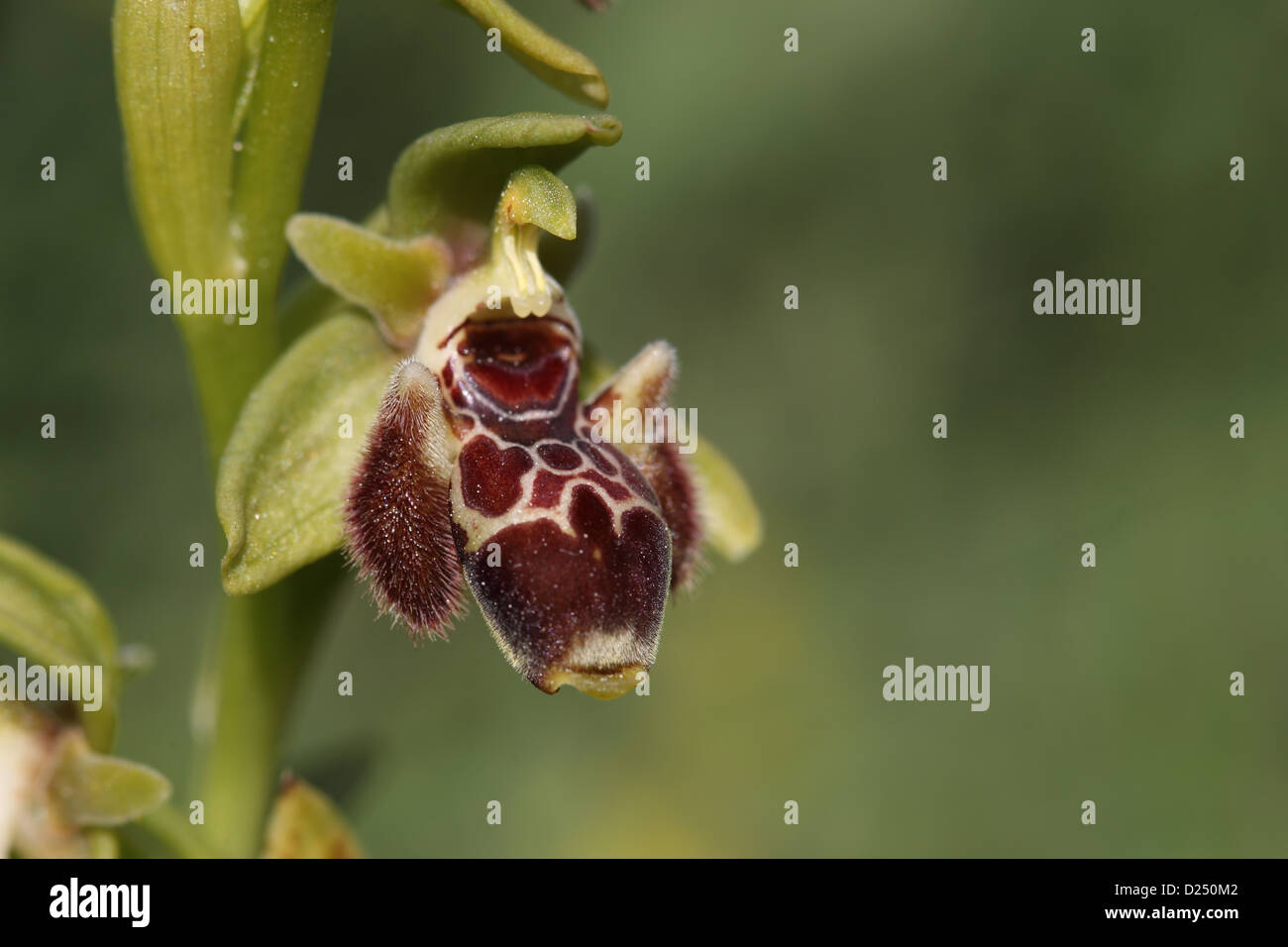 Attica's Orchidea (Ophrys attica) close-up di fiori, Cipro, marzo Foto Stock