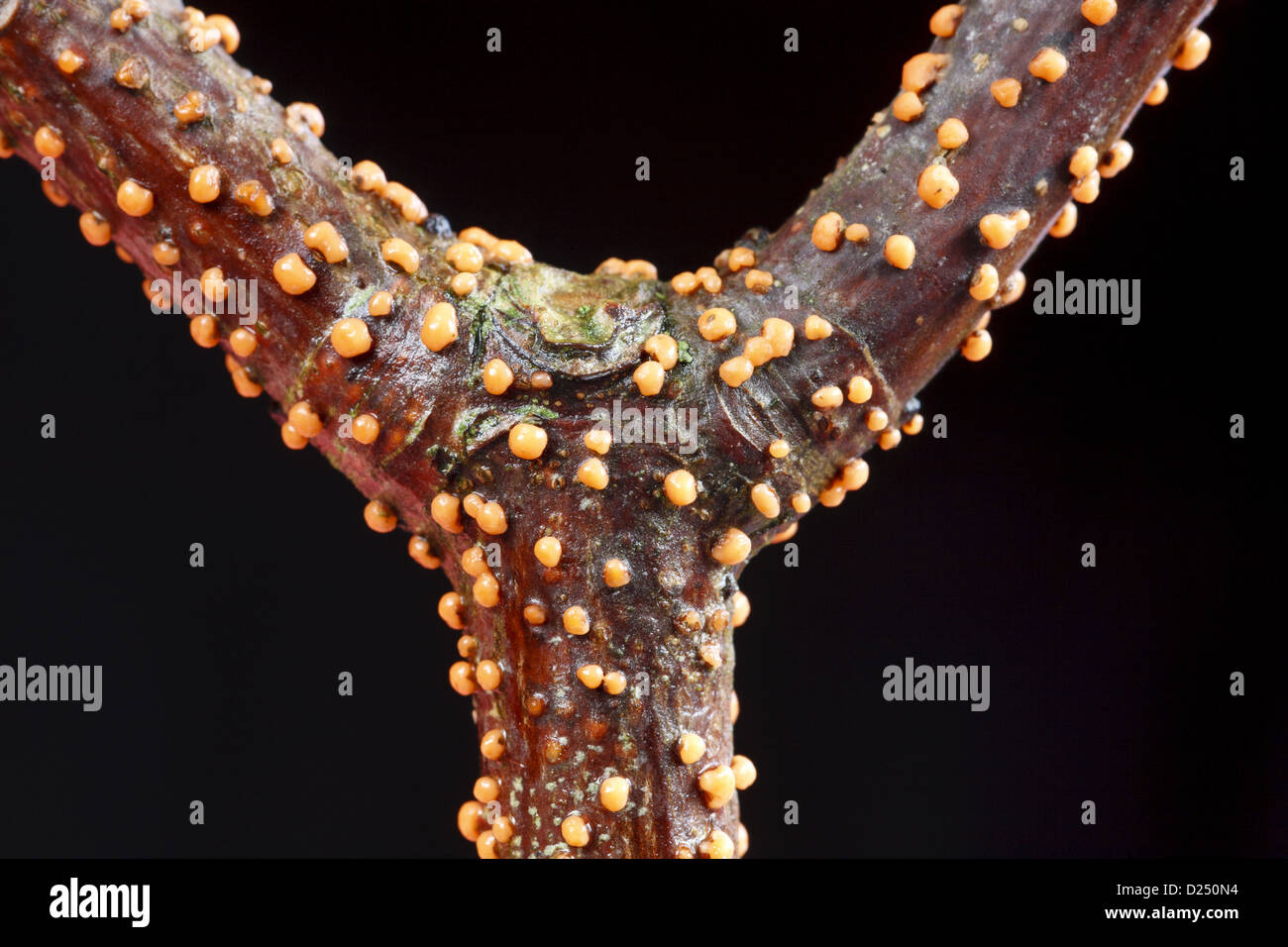 Coral Spot (fungo Nectria cinnabarina) corpi fruttiferi, crescendo su Acero (Acer pseudoplatanus) ramoscello, POWYS, GALLES, Marzo Foto Stock