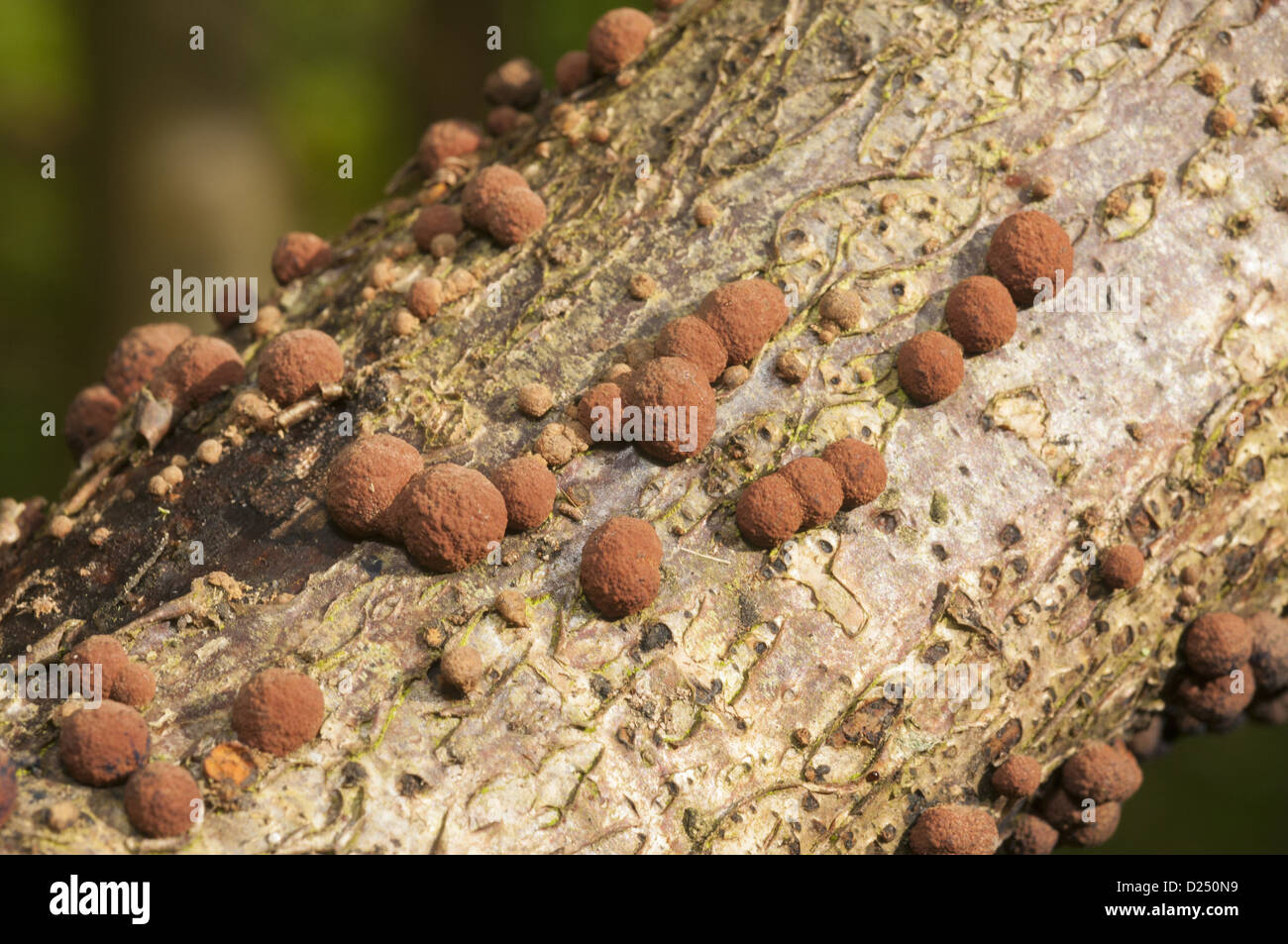 Coral Spot (fungo Nectria cinnabarina) corpi fruttiferi, crescendo sul ramo, Chipping, Lancashire, Inghilterra, Ottobre Foto Stock