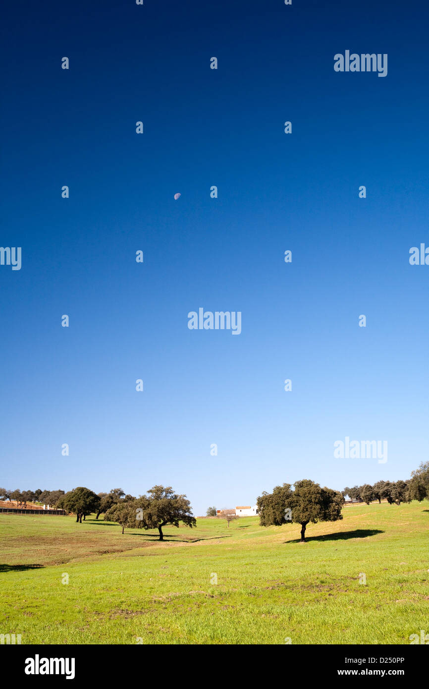 Sanlucar la Mayor, Spagna, querce scarsamente distribuiti su un prato Foto Stock