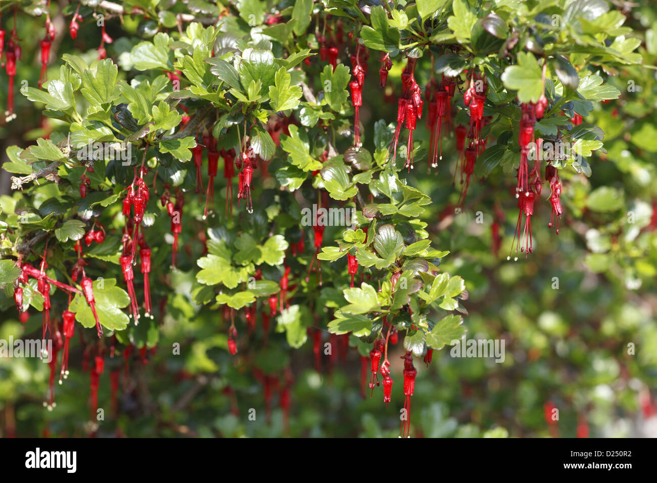 Fuchsia a fiore ribes (Ribes speciosum) fioritura, in giardino, POWYS, GALLES, Marzo Foto Stock
